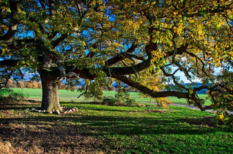 La Quercia delle Checche raccontata da Nicoletta Innocenti