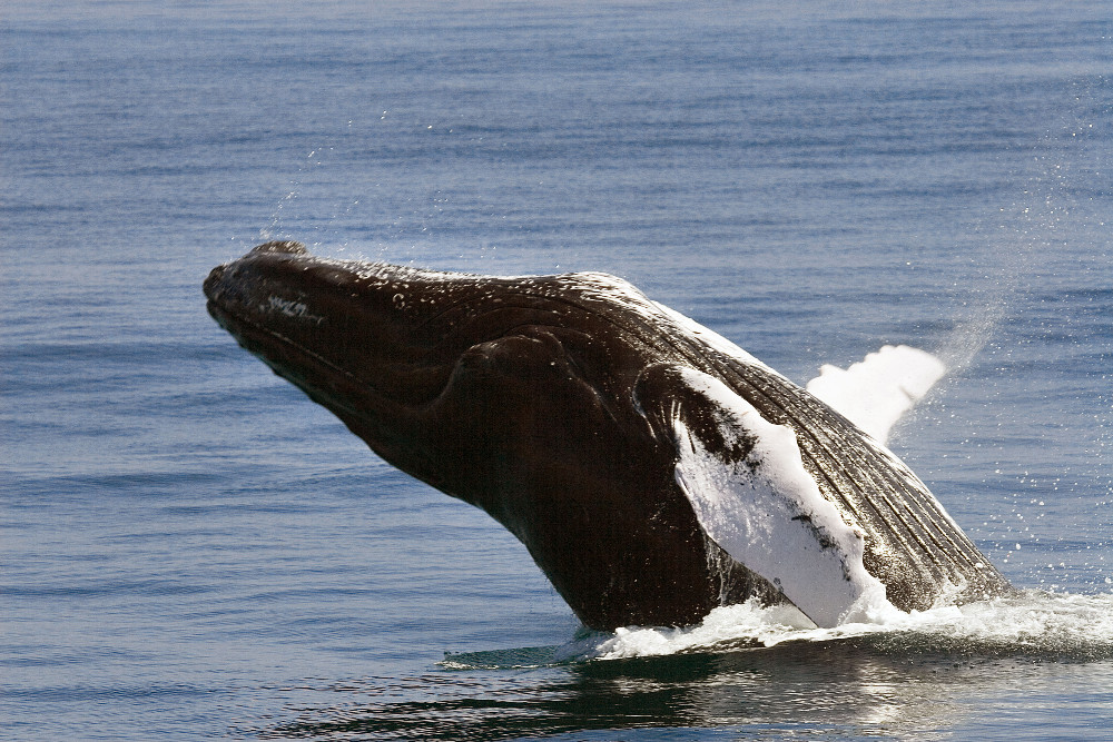 Balene a Samanà, il Santuario dei mammiferi marini