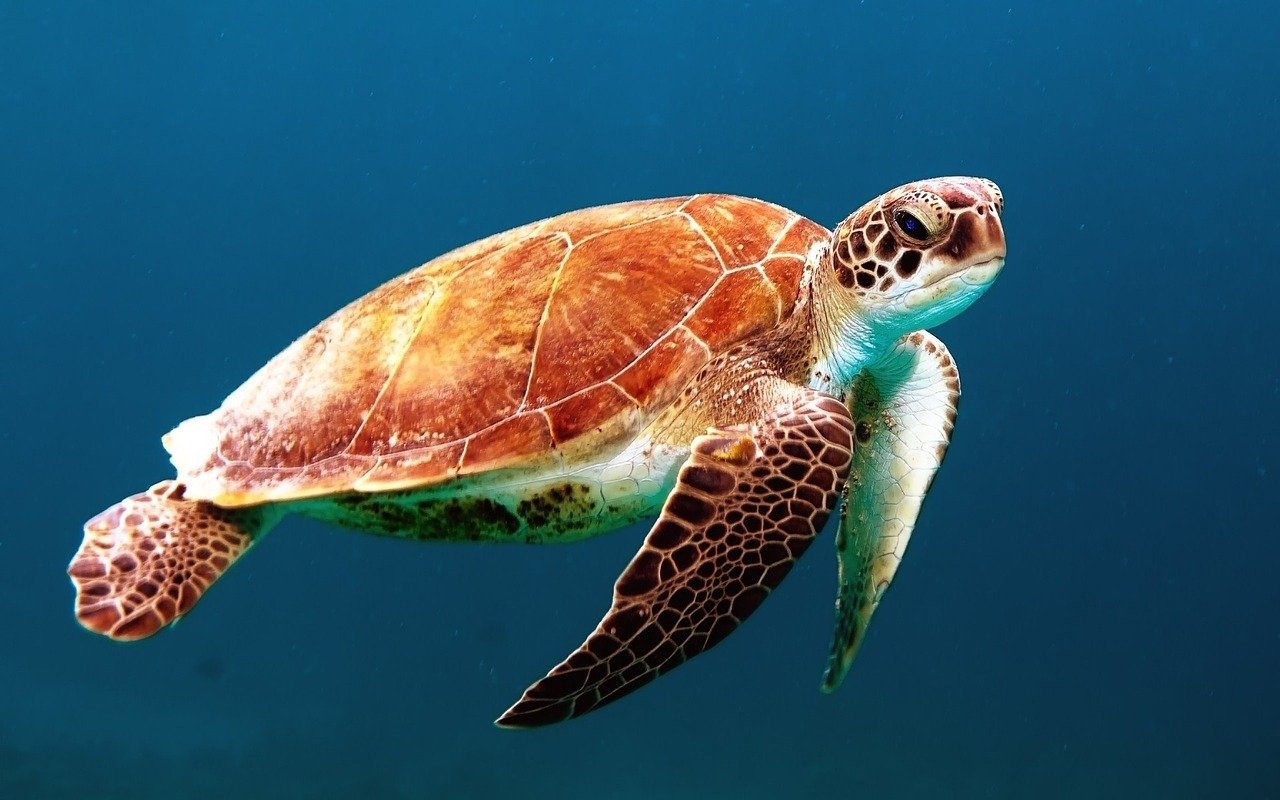 Azzurra torna libera, tartaruga marina rilasciata al largo dell’isola di Palmarola