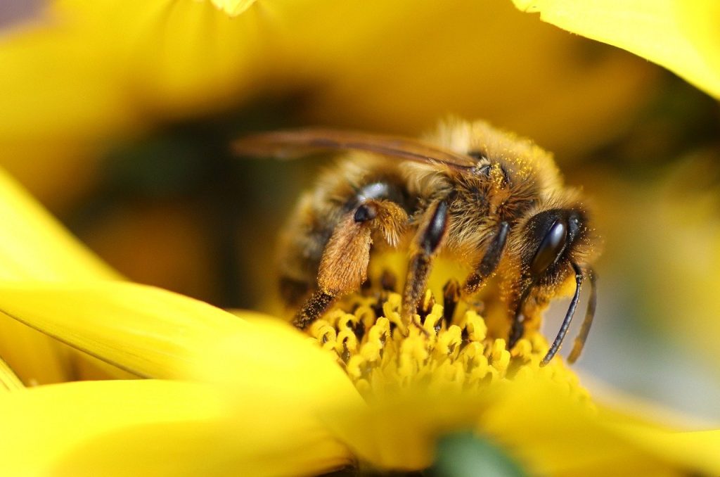Giornata mondiale delle api, da SIOOT ozono in aiuto degli impollinatori