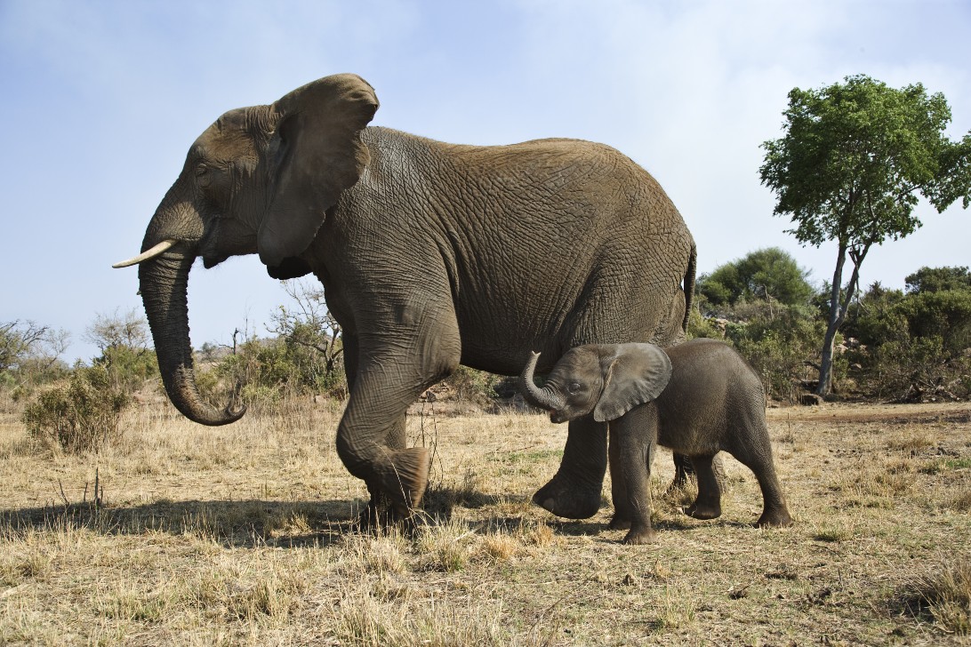 “SOS Elefante”, Wwf: elefanti africani in 100 anni da 12 milioni a 415.000
