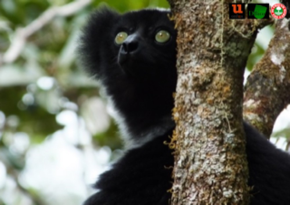 Salvare il Lemure cantante del Madagascar, il progetto di Friend of the Earth