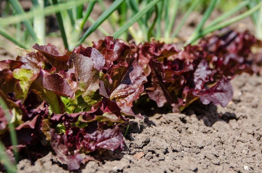 Siccità, vademecum salva orti di Coldiretti per il risparmio acqua