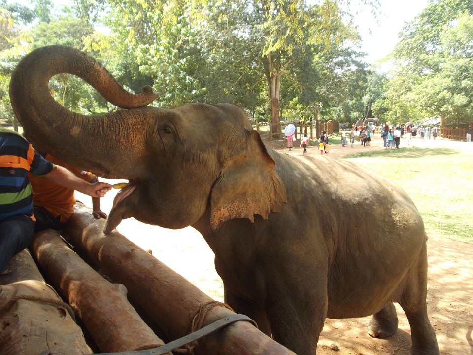 Sri Lanka, no alla plastica monouso per salvare gli elefanti