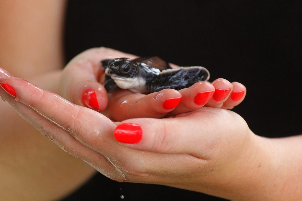 Tartalove, nel mar mediterraneo cercasi mamma “umana” per le tartarughe