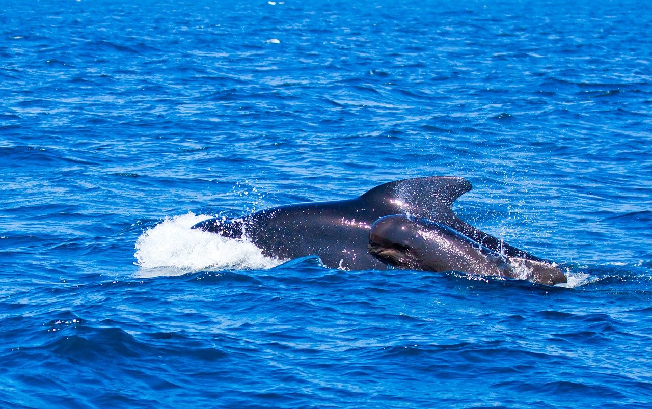 Tenerife, dichiarata patrimonio per la salvaguardia e l’osservazione delle balene