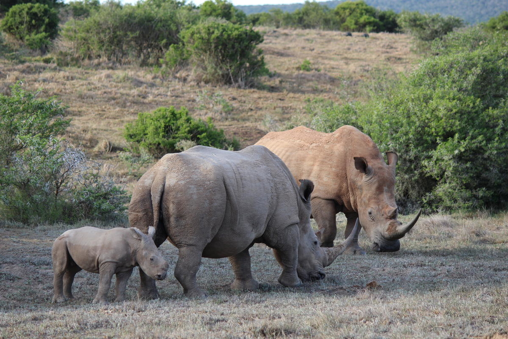 Bracconaggio, in calo il numero dei rinoceronti uccisi in Sudafrica