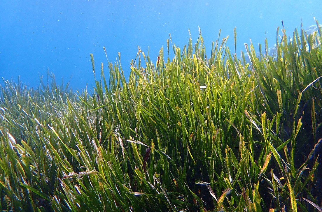 "The Roots of the Sea", il metodo rivoluzionario per la riforestazione della Posidonia oceanica
