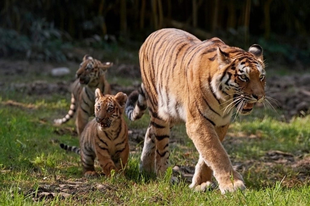 Tigre siberiana al Parco Natura Viva, primi passi dei cuccioli