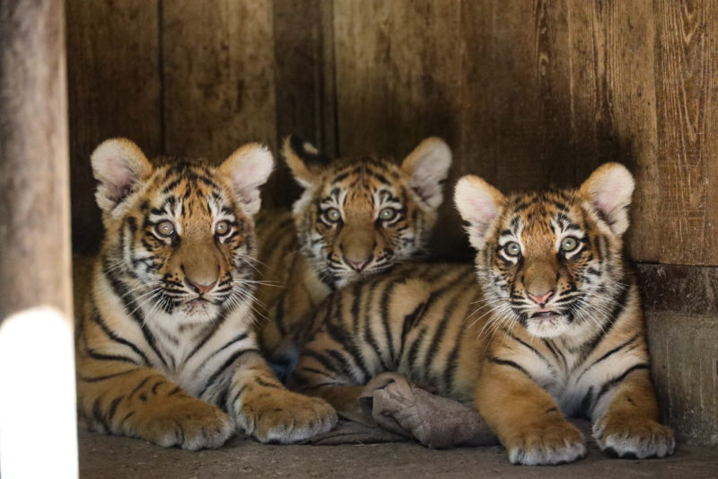 Tigre siberiana al Parco Natura Viva, primi passi dei cuccioli