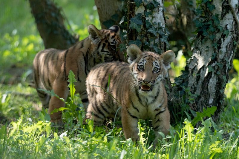 Tigre siberiana al Parco Natura Viva, primi passi dei cuccioli