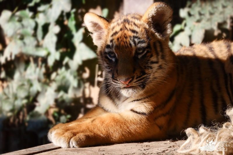 Tigre siberiana al Parco Natura Viva, primi passi dei cuccioli