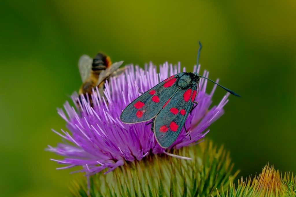 Un prato fiorito per combattere la “crisi degli impollinatori”