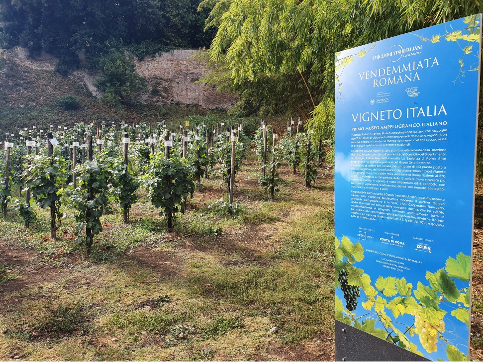 Vendemmiata Romana 2022, la festa dell’uva risplende all’Orto Botanico