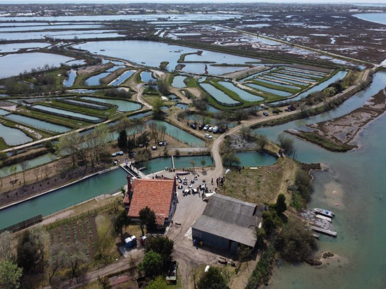 Venezia, nella laguna nasce una foresta che moltiplica i pesci