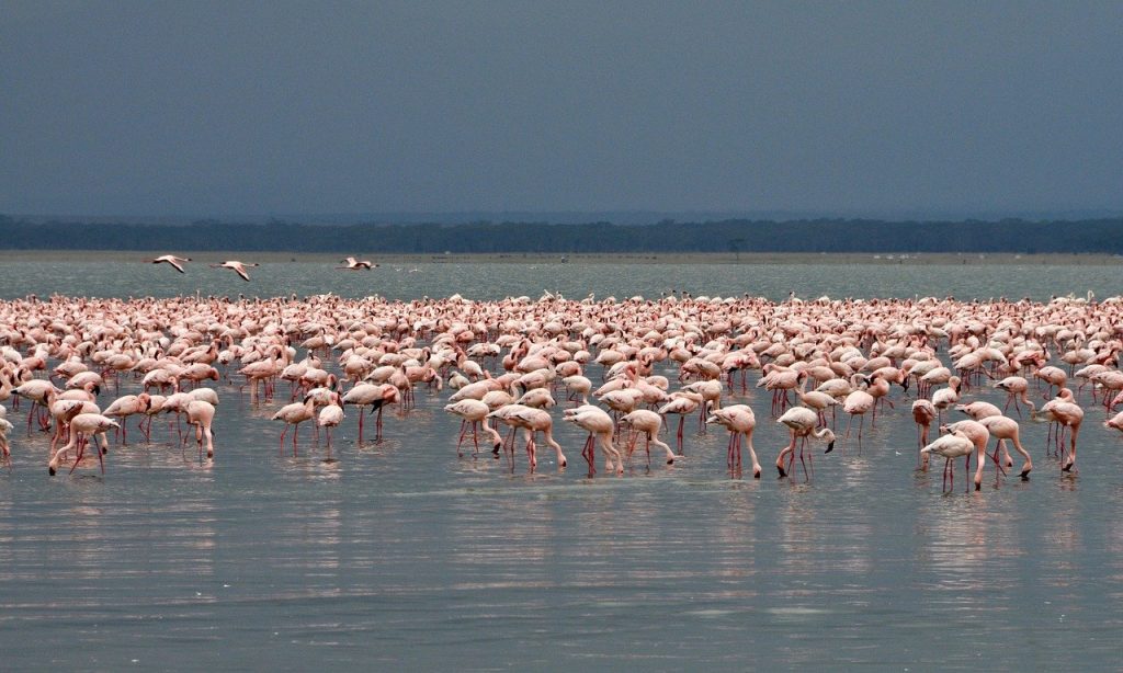 World Wetlands Day, domani 2 febbraio la Giornata mondiale delle zone umide