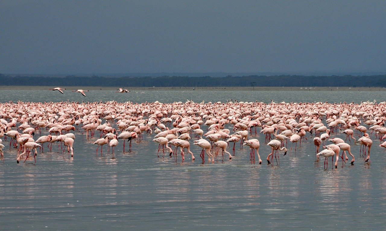 World Wetlands Day, domani 2 febbraio la Giornata mondiale delle zone umide