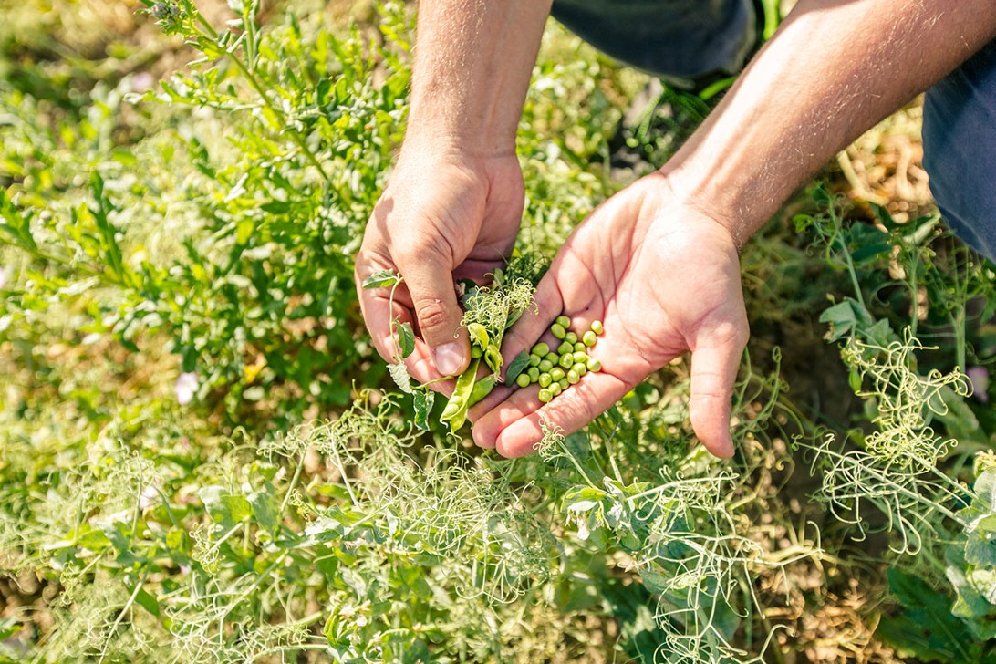 XFarm, piattaforma per un’agricoltura rigenerativa e digitale