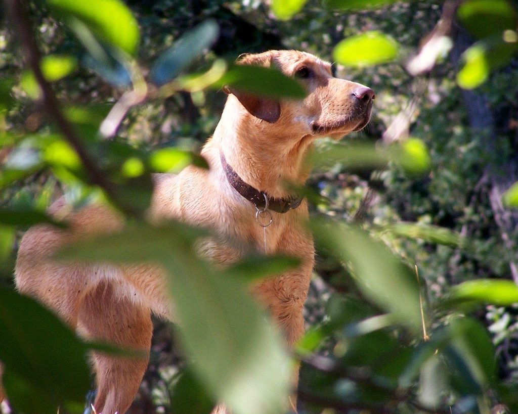 Xylella, prima task force di cani molecolari anti contagio