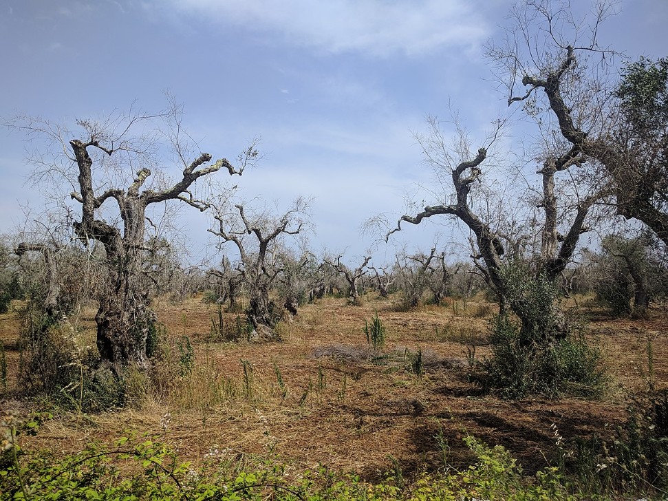 Xylella, pronta piattaforma per individuare il batterio