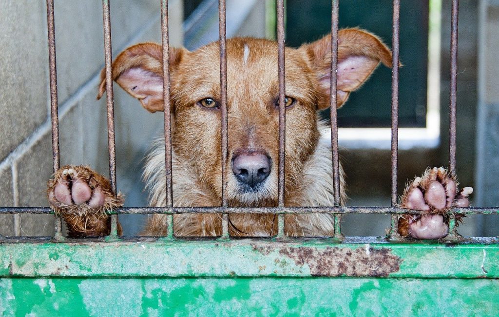 Yulin, l'orrore continua nonostante le mobilitazioni