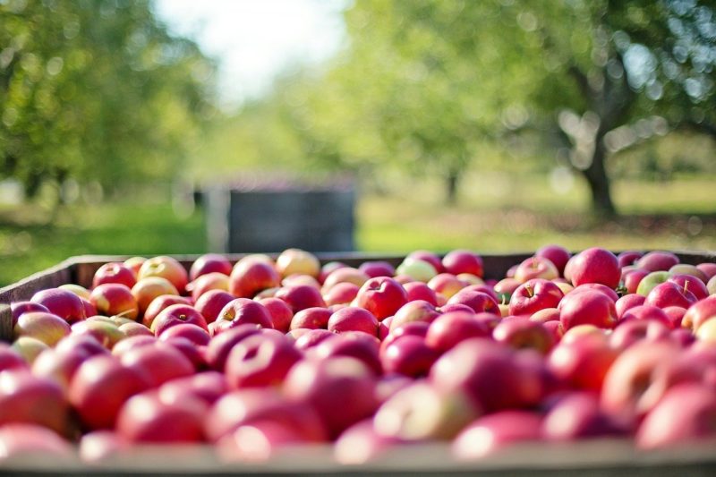 Agroalimentare italiano, i nostri prodotti non trasmettono il virus