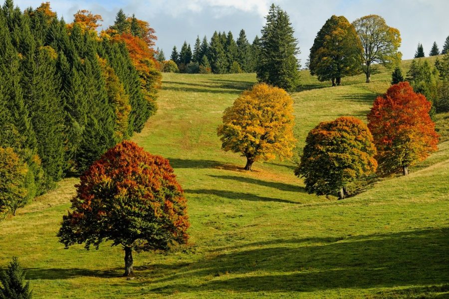 Le foreste in Italia sono aumentate, un patrimonio green da difendere