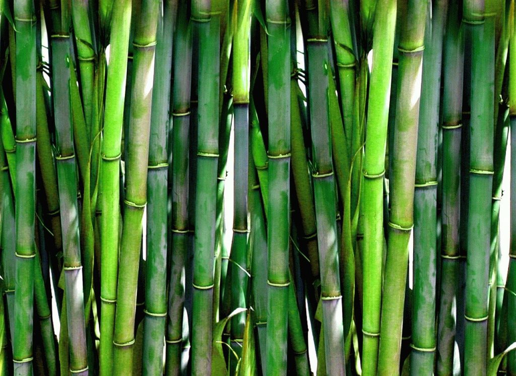 Bambù in Maremma, preoccupazioni per ecosistemi e biodiversità