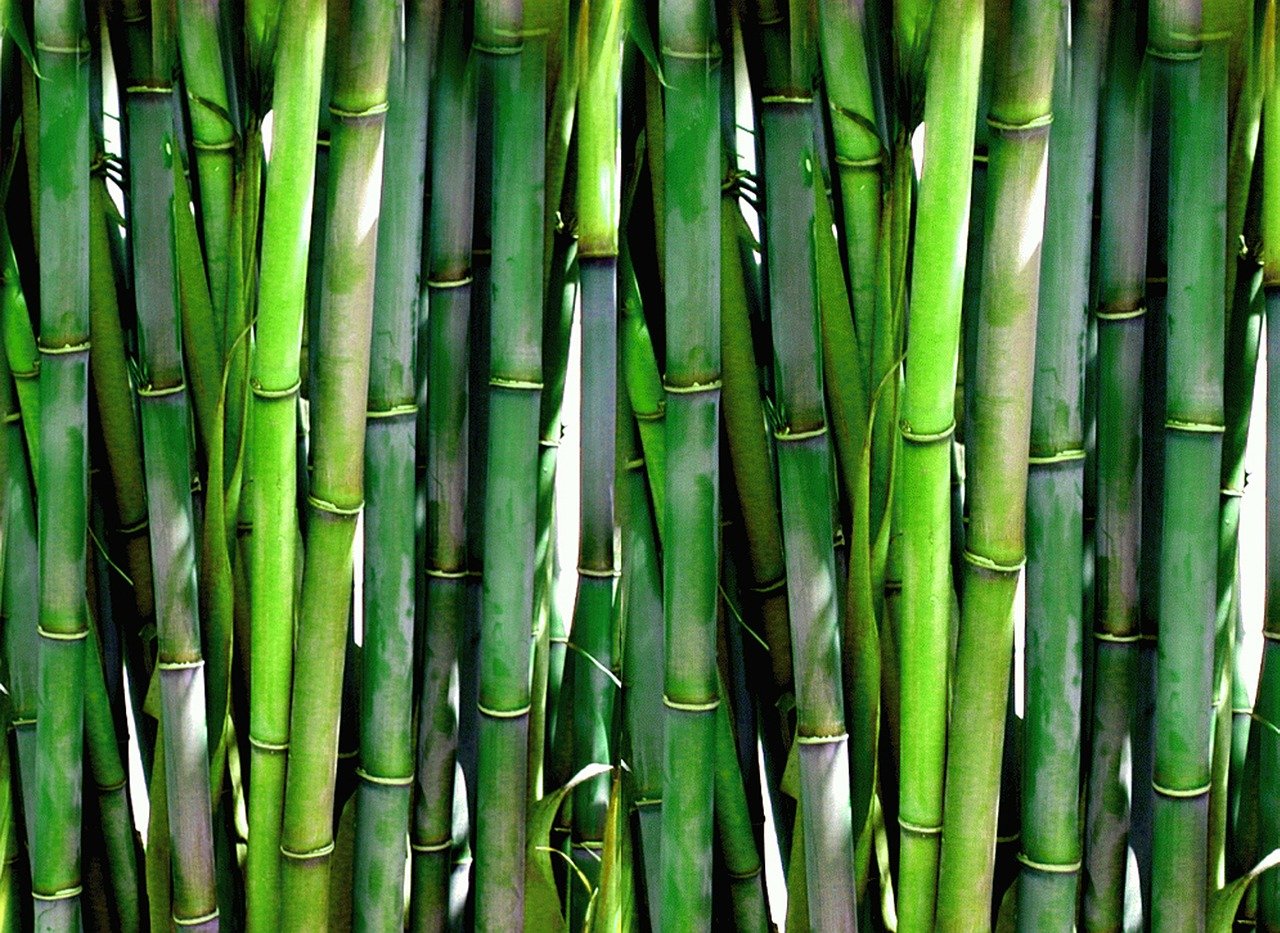 Bambù in Maremma, preoccupazioni per ecosistemi e biodiversità