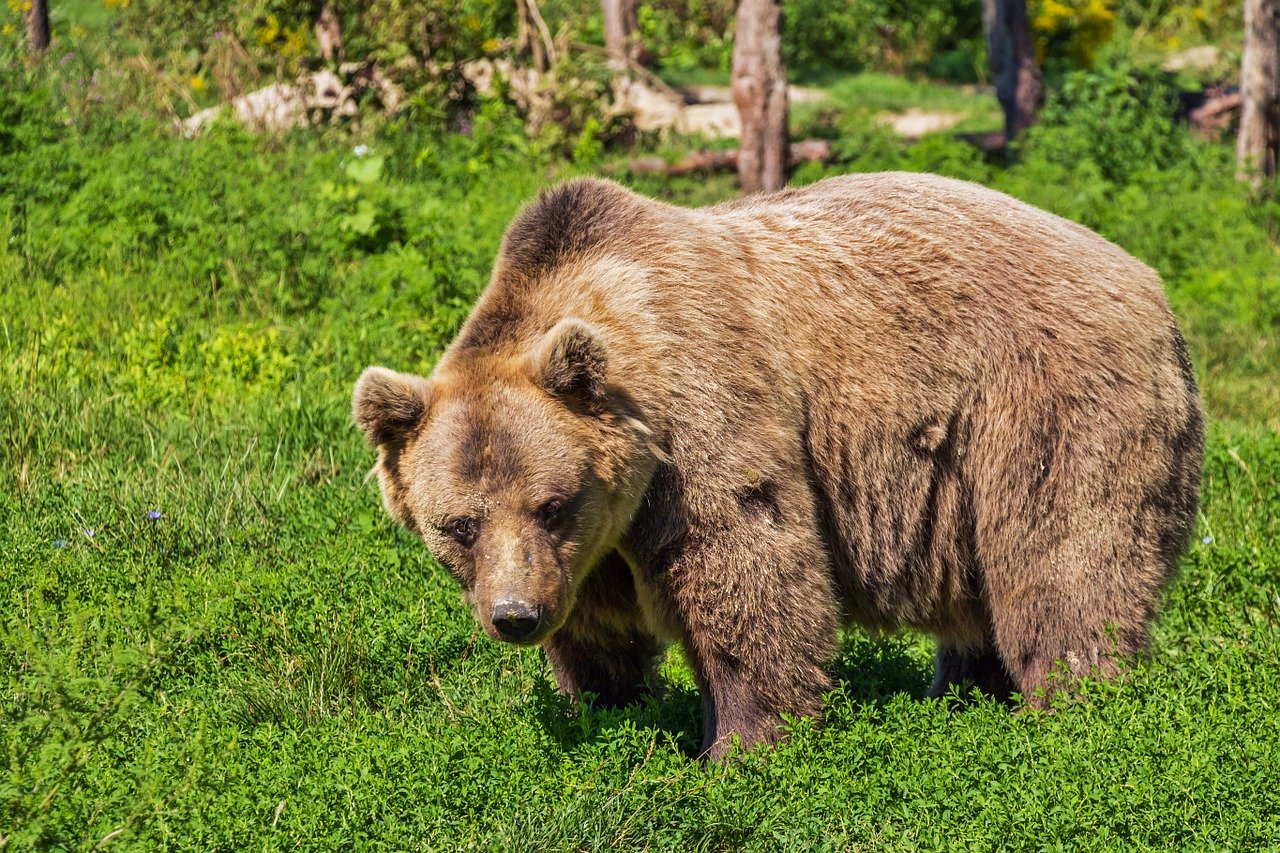 Le mele per salvare l'orso bruno marsicano, parte l'iniziativa