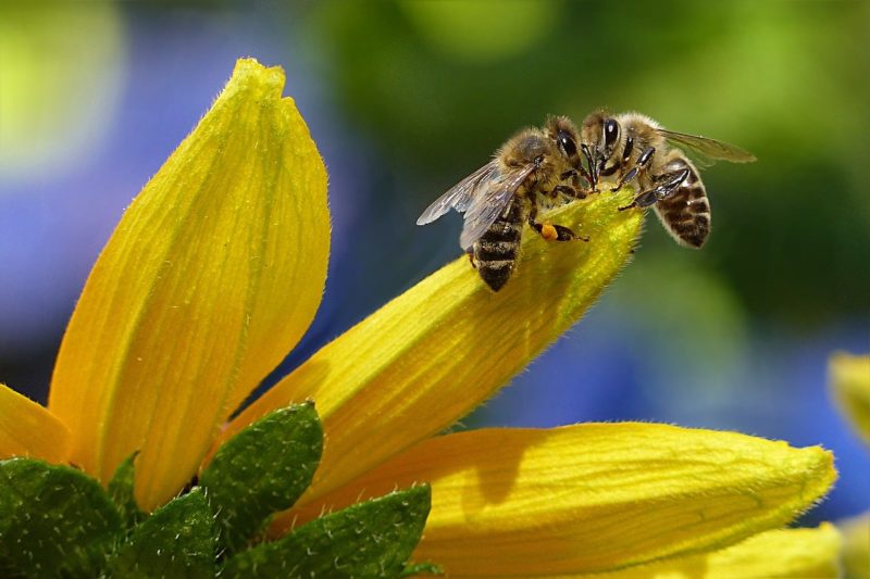 Save the queen nella Giornata mondiale delle api