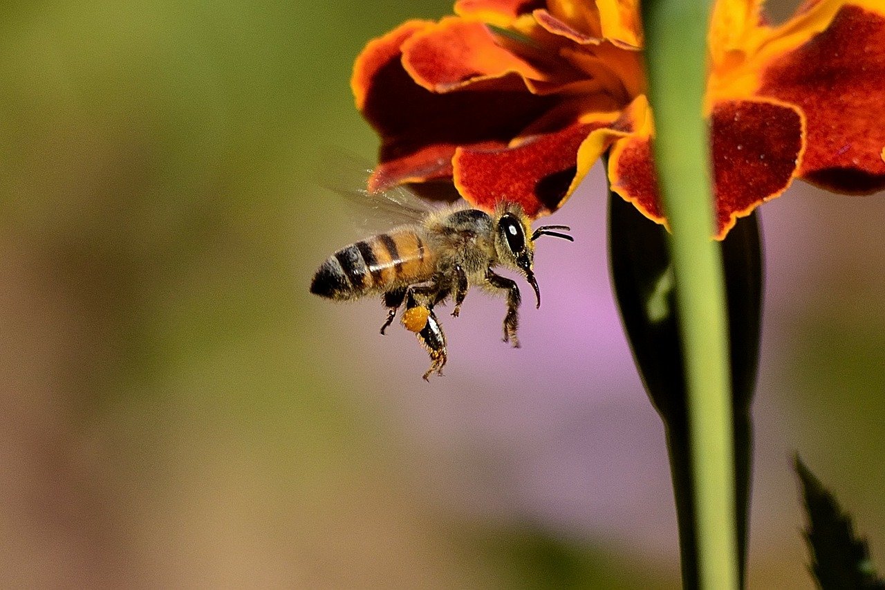 Clima impazzito, a rischio la sopravvivenza delle api