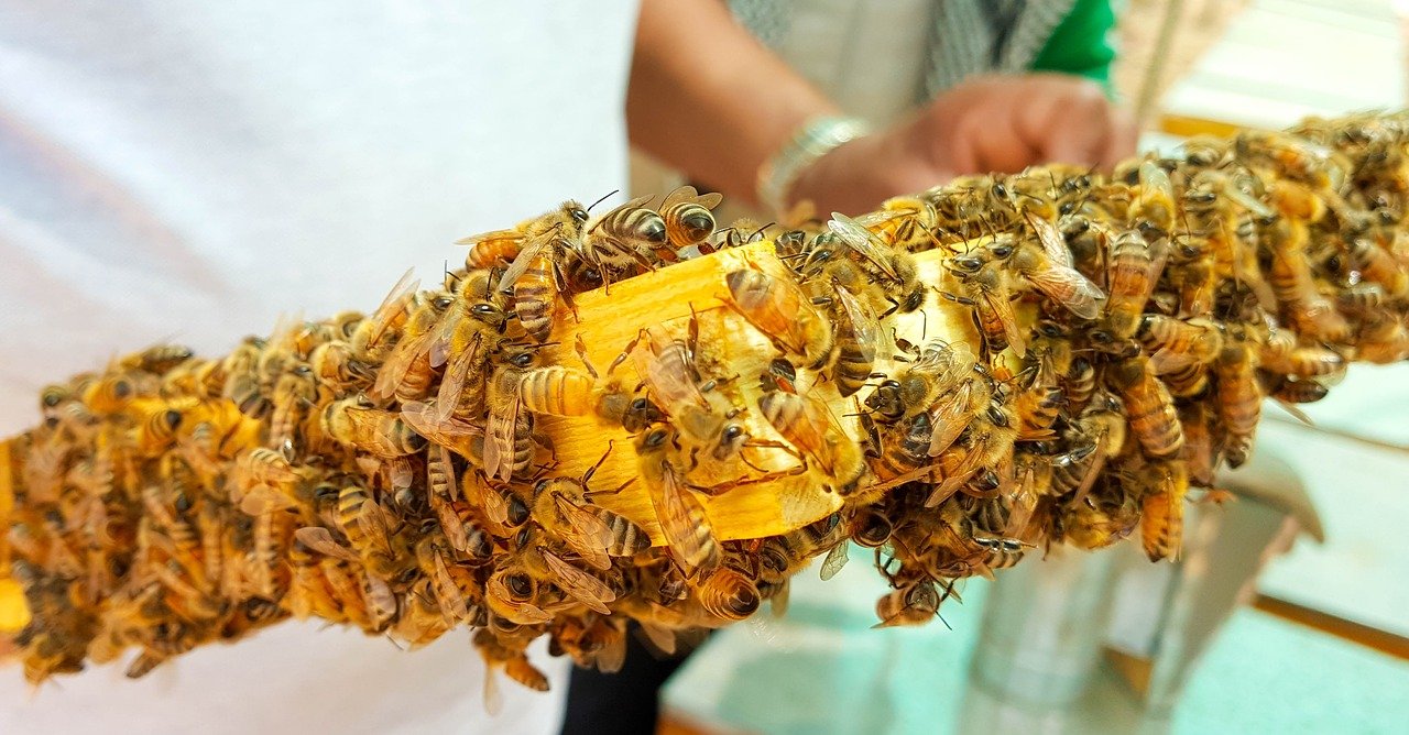 Le api, sentinelle della salute dell'ambiente e "intercettrici" del Covid