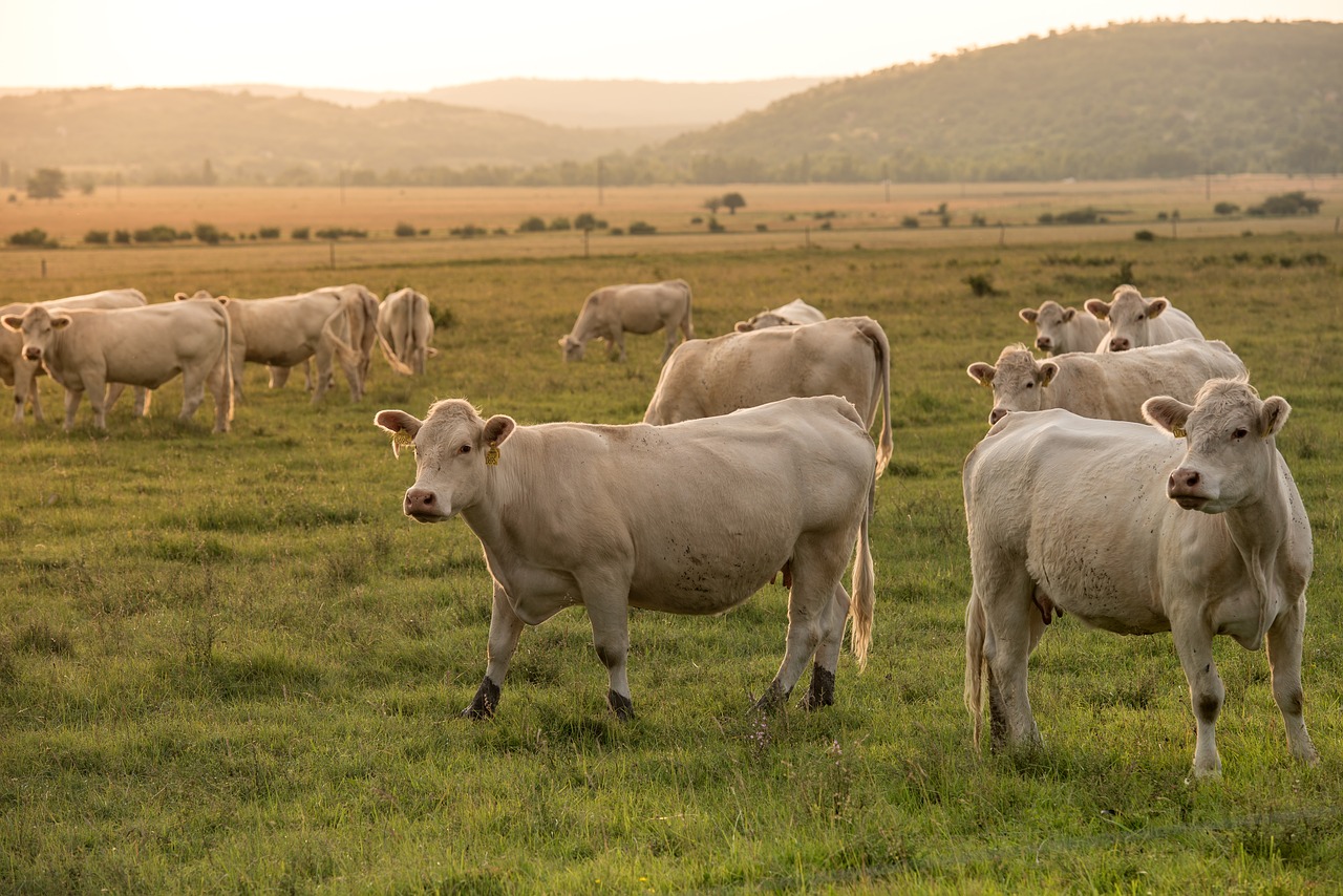 Allevare significa rispettare le esigenze degli animali