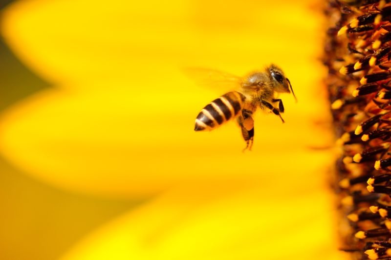 Pesticidi, parte oggi la campagna ICE a tutela della biodiversità