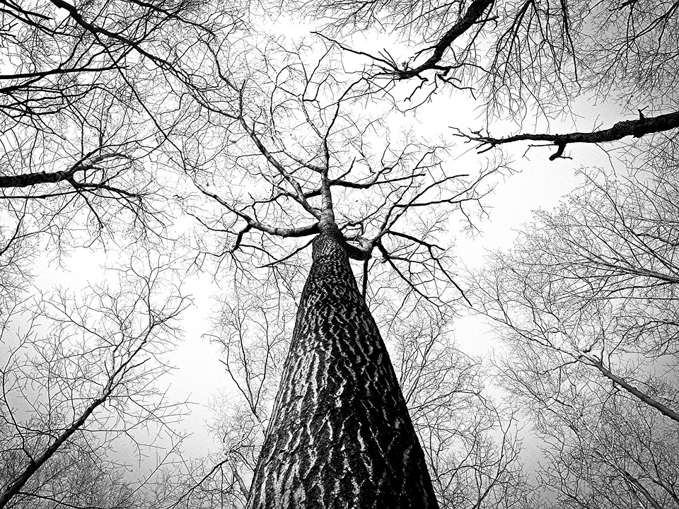 La Giornata Nazionale degli alberi e la drammatica attualità (foto Pixabay)