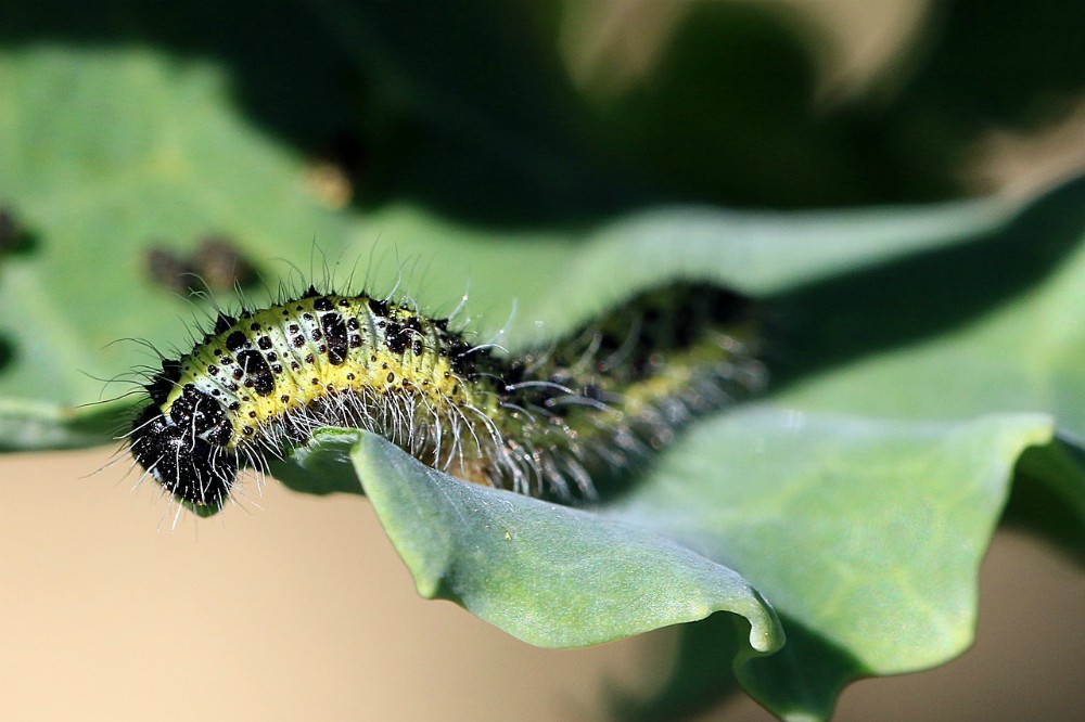 farfalla cavolaia