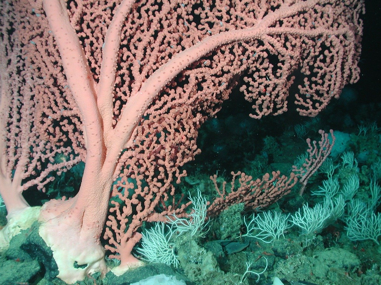 Grande barriera corallina, la "fatidica notte" in cui scoppia l'amore