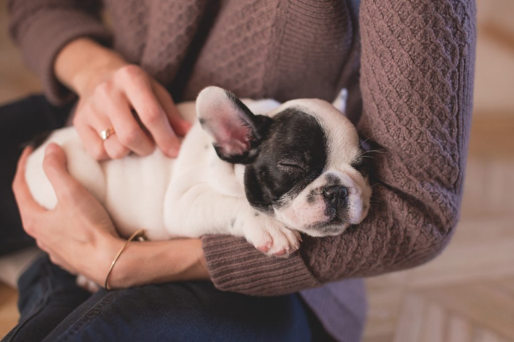 Un cucciolo in famiglia. I consigli del veterinario