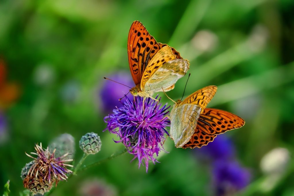 Alla scoperta delle meraviglie che ci sono nel nostro giardino