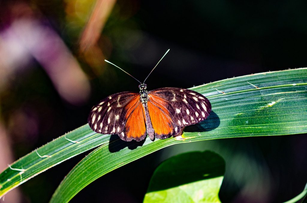 Biodiversità nuove linee