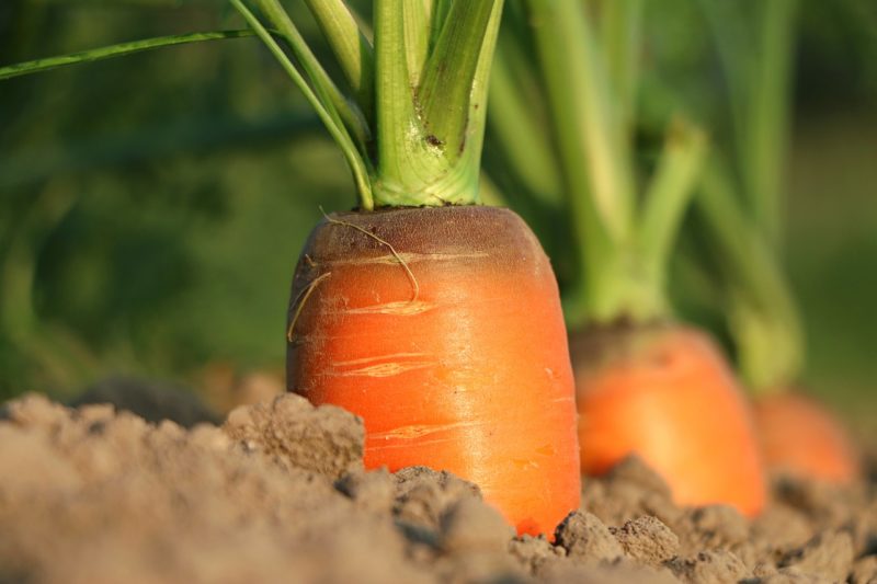 La qualità del biologico italiano