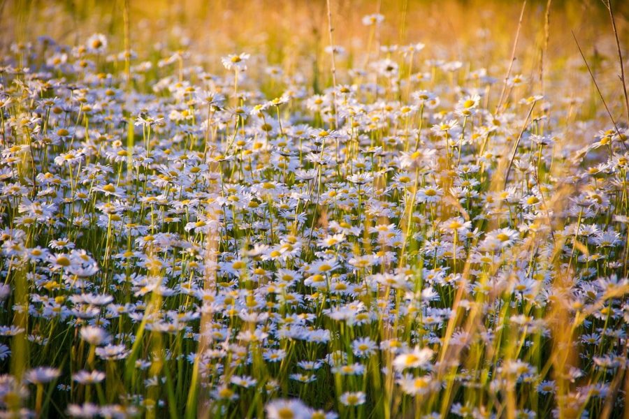 Agricoltura biosonora, la musica di Mozart fa bene alle piante