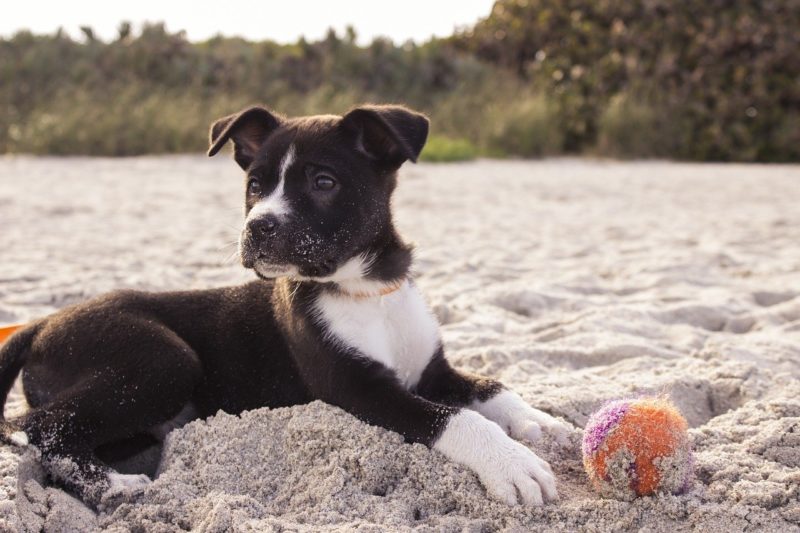 6 idee pratiche su come mantenere in forma il tuo cane