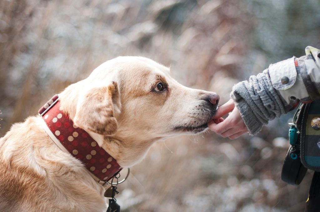 Cani e gatti abbandonati: un importante problema sociale