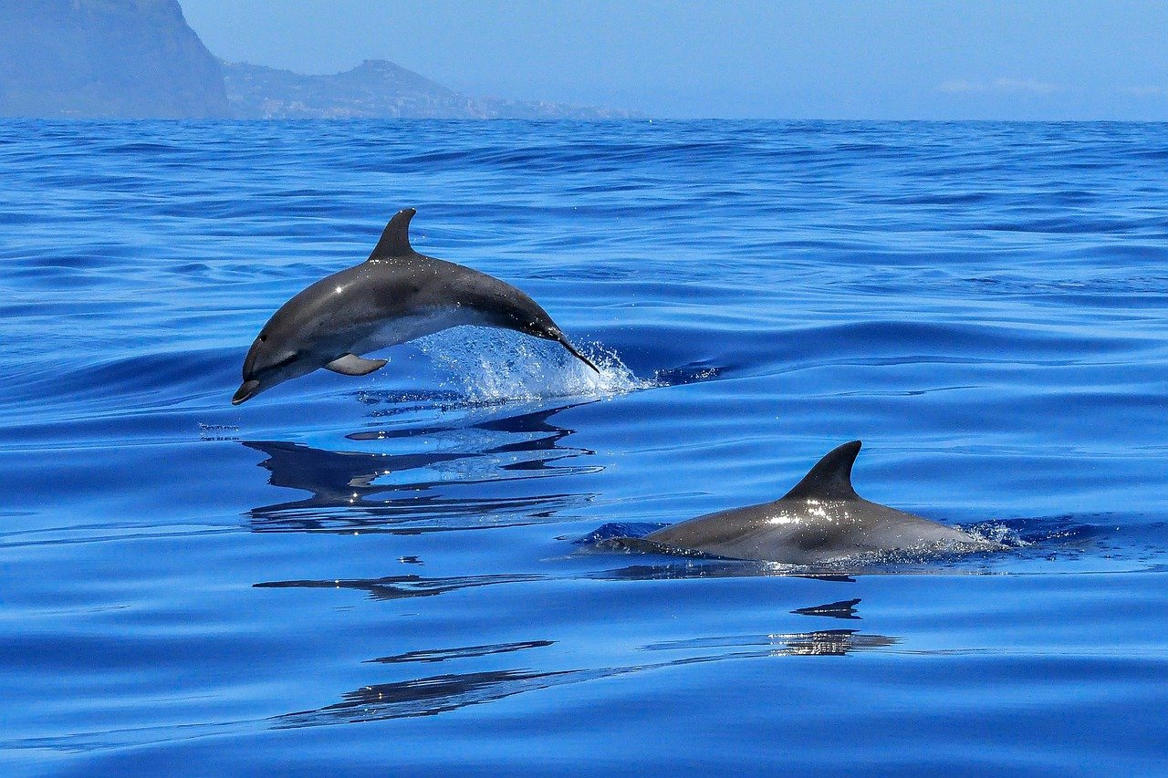 Dolphin watching, il corso per conoscere e avvistare i delfini
