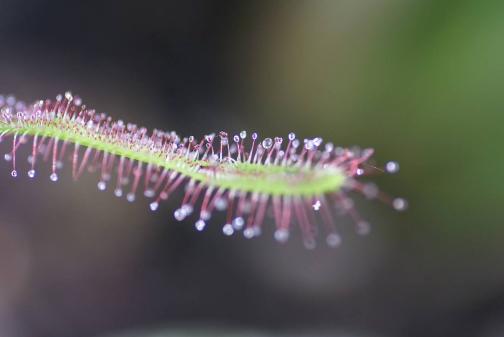 Piante carnivore, capire come catturano la preda per sviluppare nuovi metamateriali