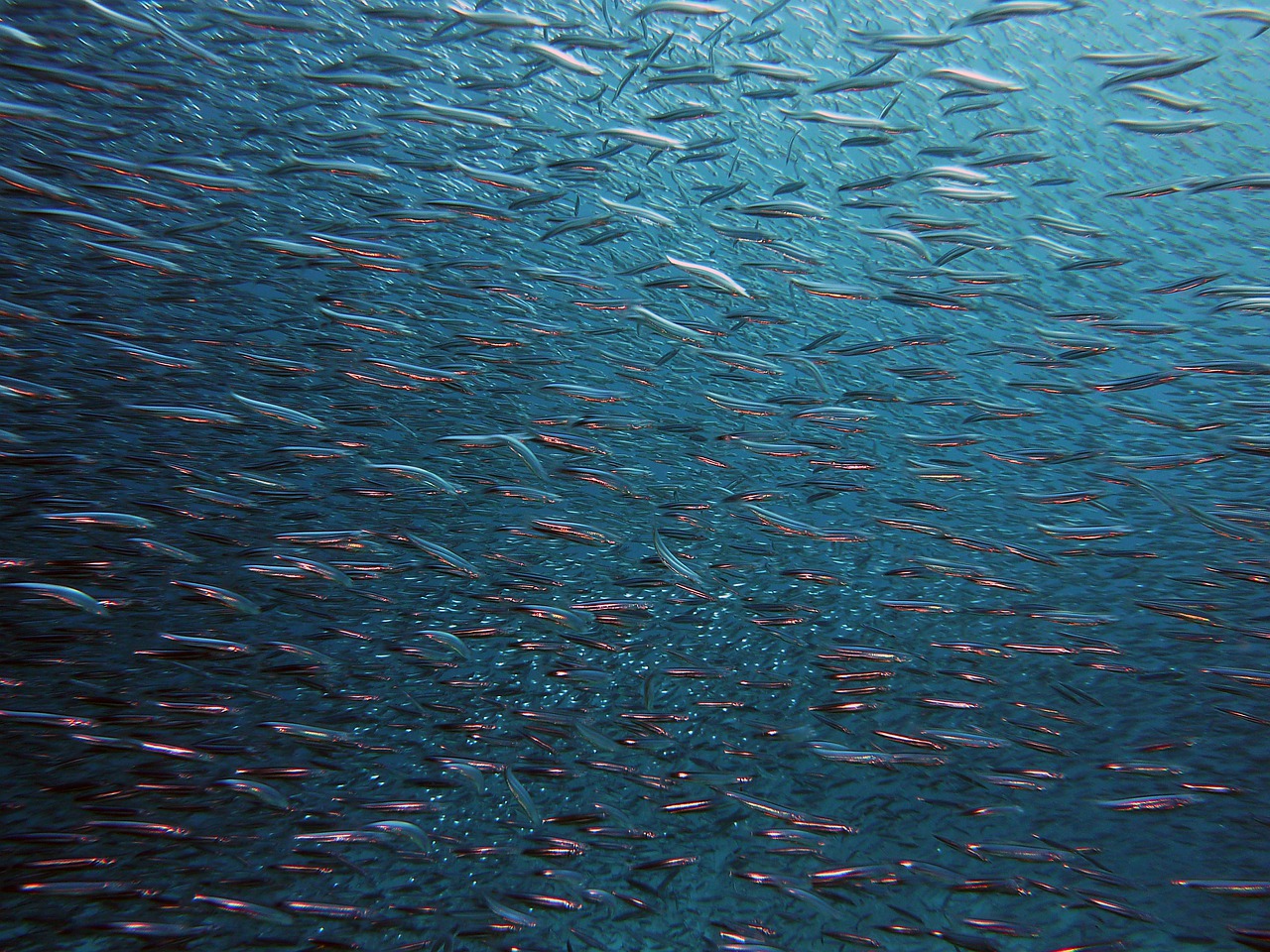 Mar Mediterraneo, invasioni di nuovi pesci a causa del clima