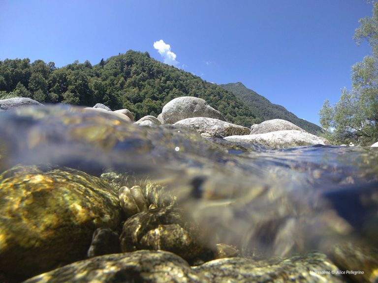 Sharesalmo, tutelare alcune specie ittiche dei laghi prealpini e fiumi di Italia e Svizzera