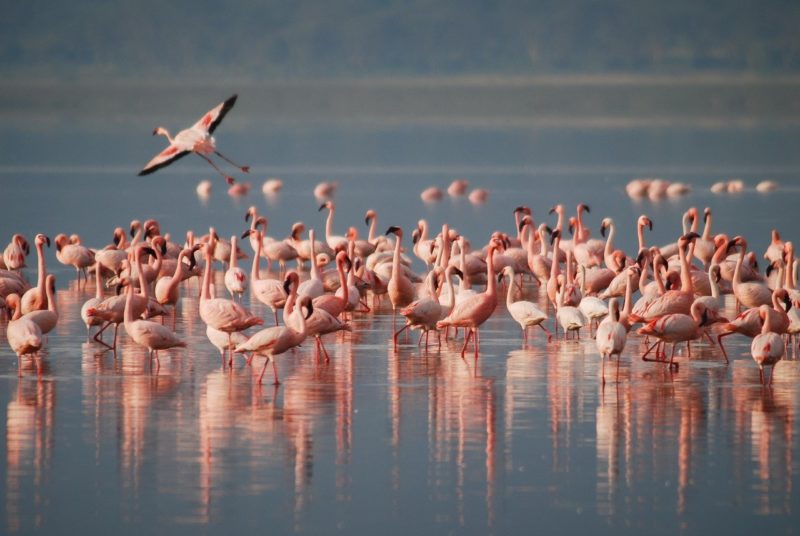 Giornata della biodiversità, tutto il valore delle oasi protette